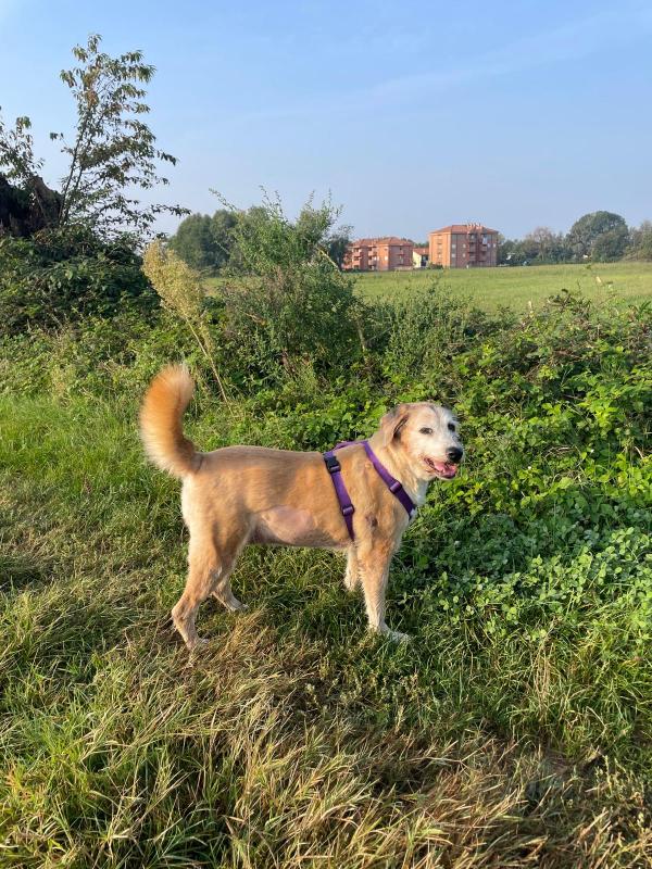 Educatrice Cinofila e Dog Sitter a Domicilio