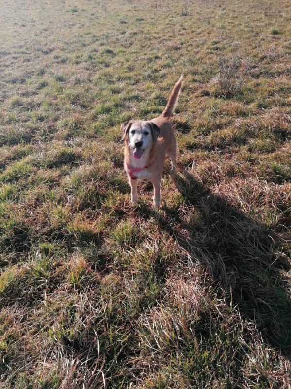 Dog Sitter a Domicilio