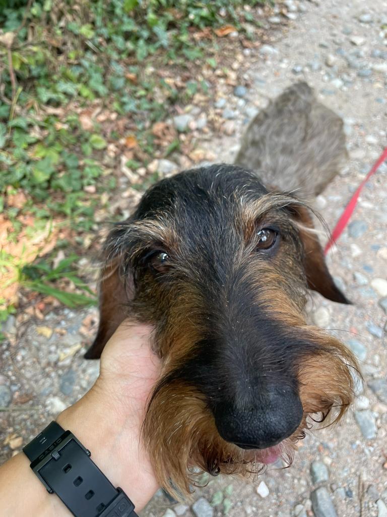 Educatrice Cinofila e Dog Sitter a Domicilio