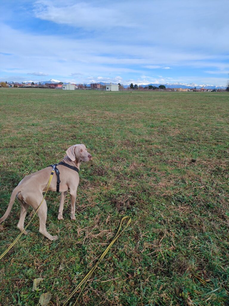 Dog Sitter a Domicilio