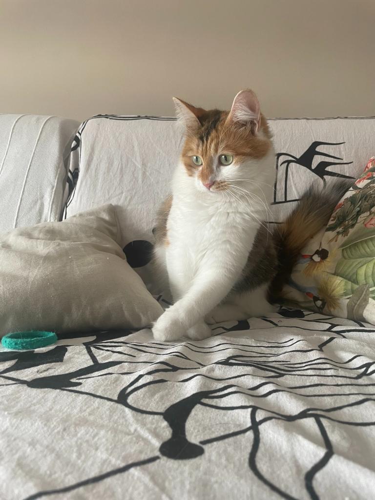 Cat Sitter a Domicilio