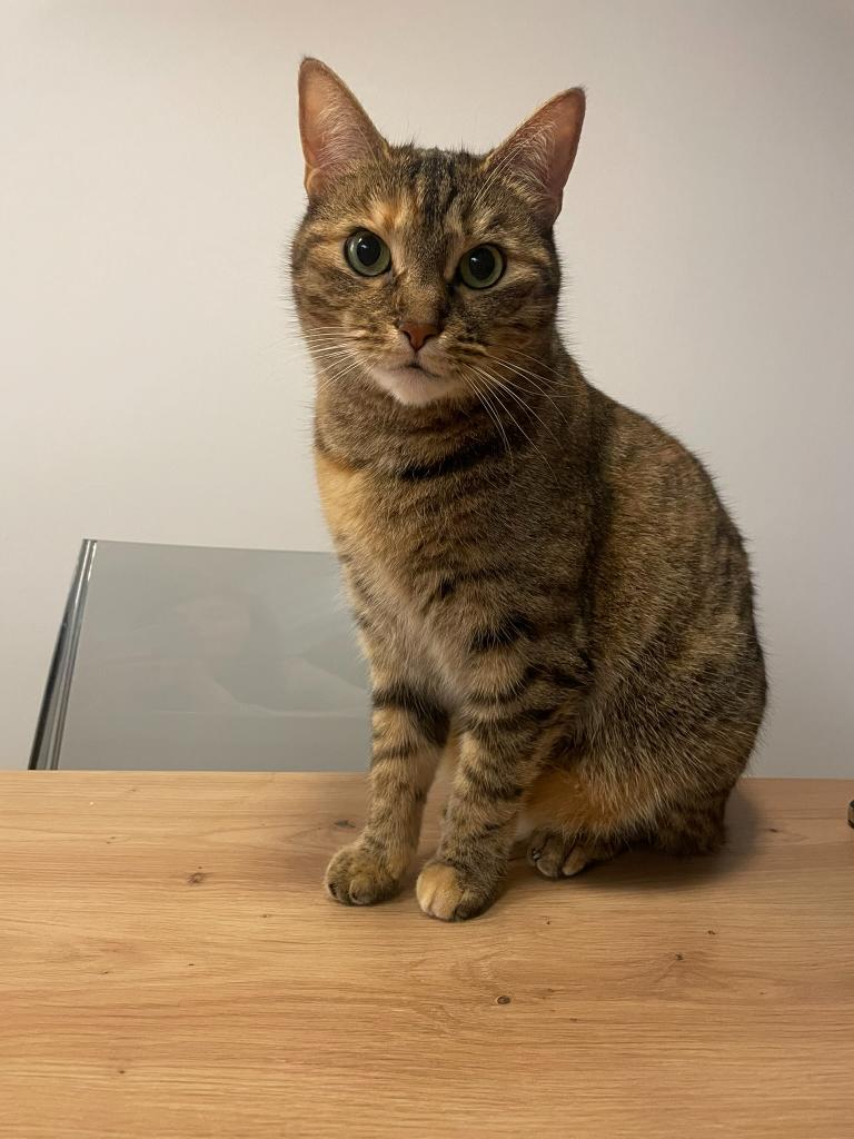 Cat Sitter