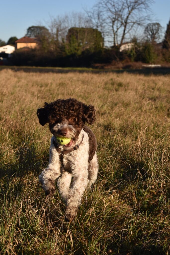 passeggiata cane