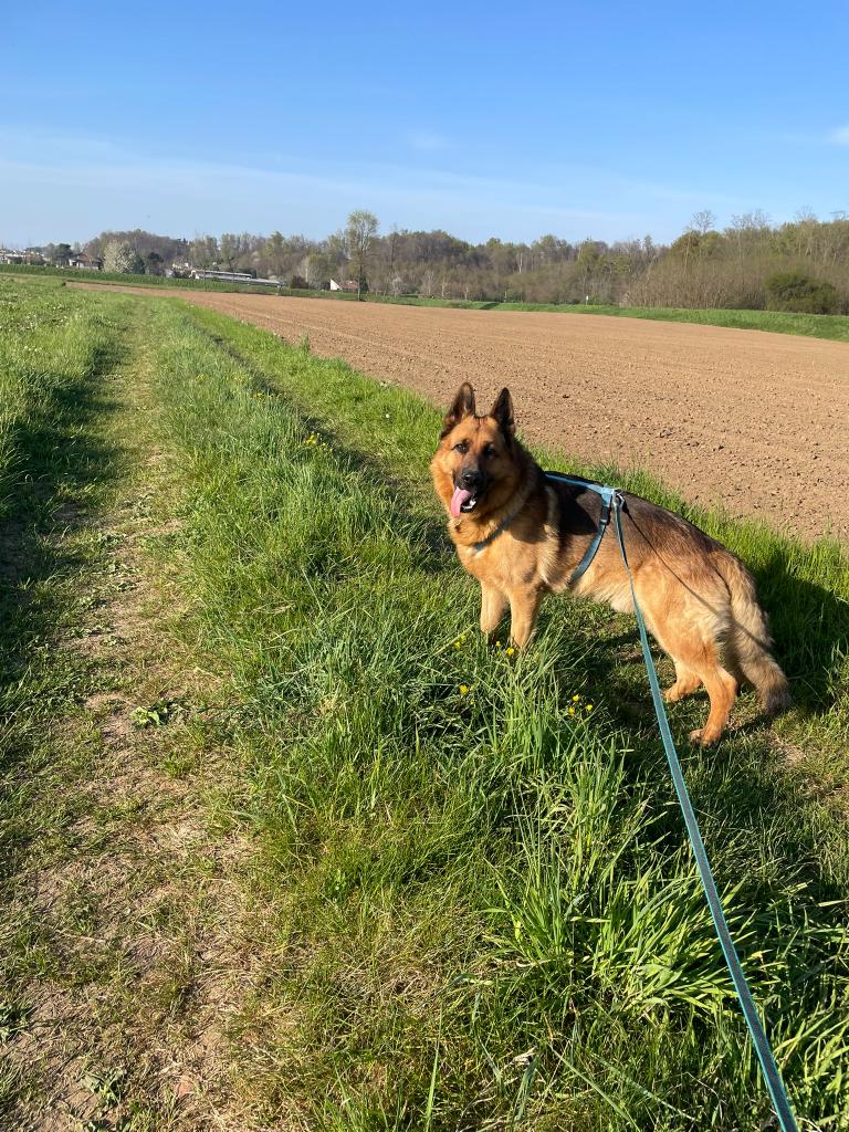 Educatrice Cinofila e Dog Sitter a Domicilio