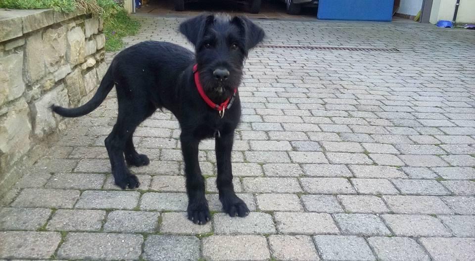 Dog Sitter | Educatrice Cinofila a Domicilio