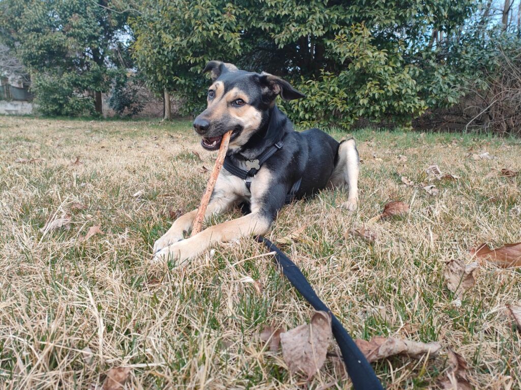 MASTICAZIONE cane IN PASSEGGIATA