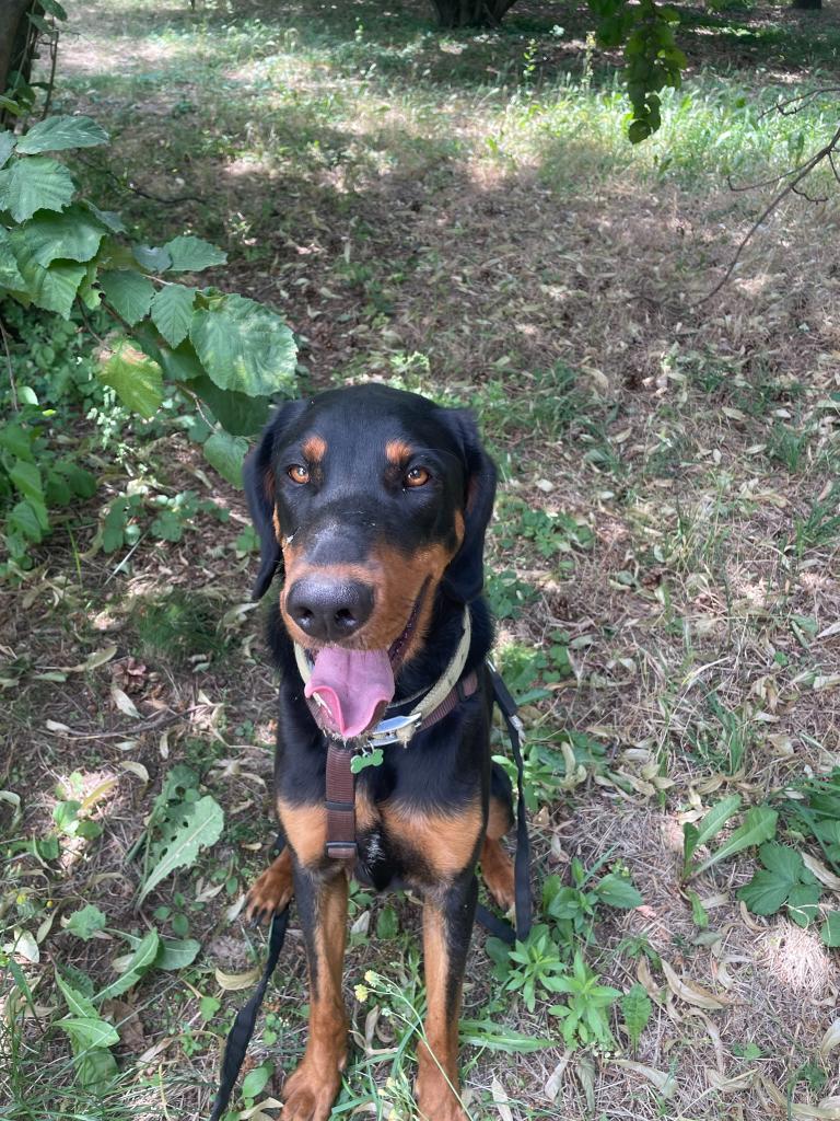 Dog Sitter a Domicilio