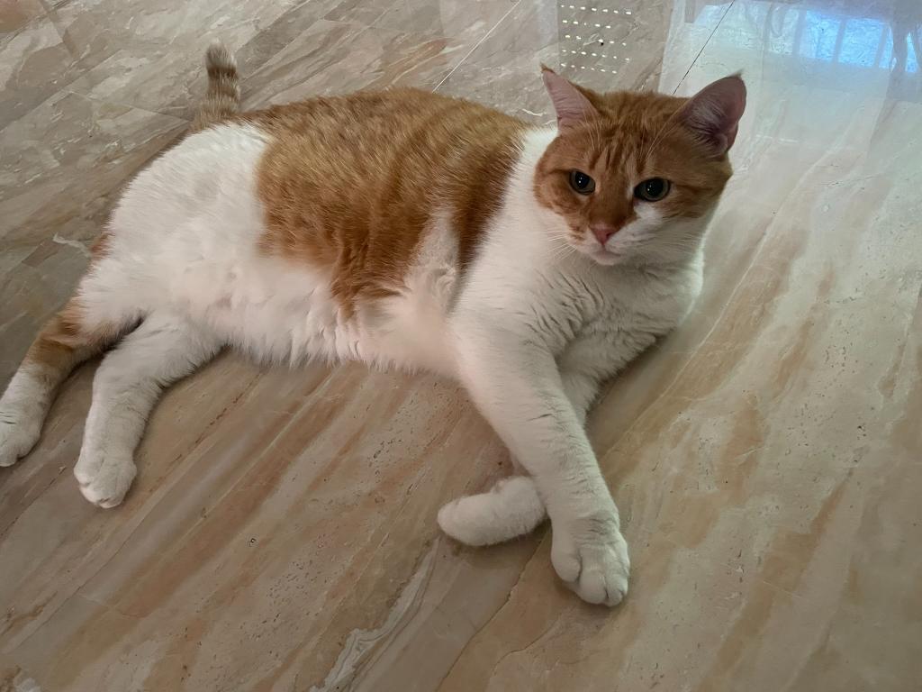 Cat Sitter a Domicilio
