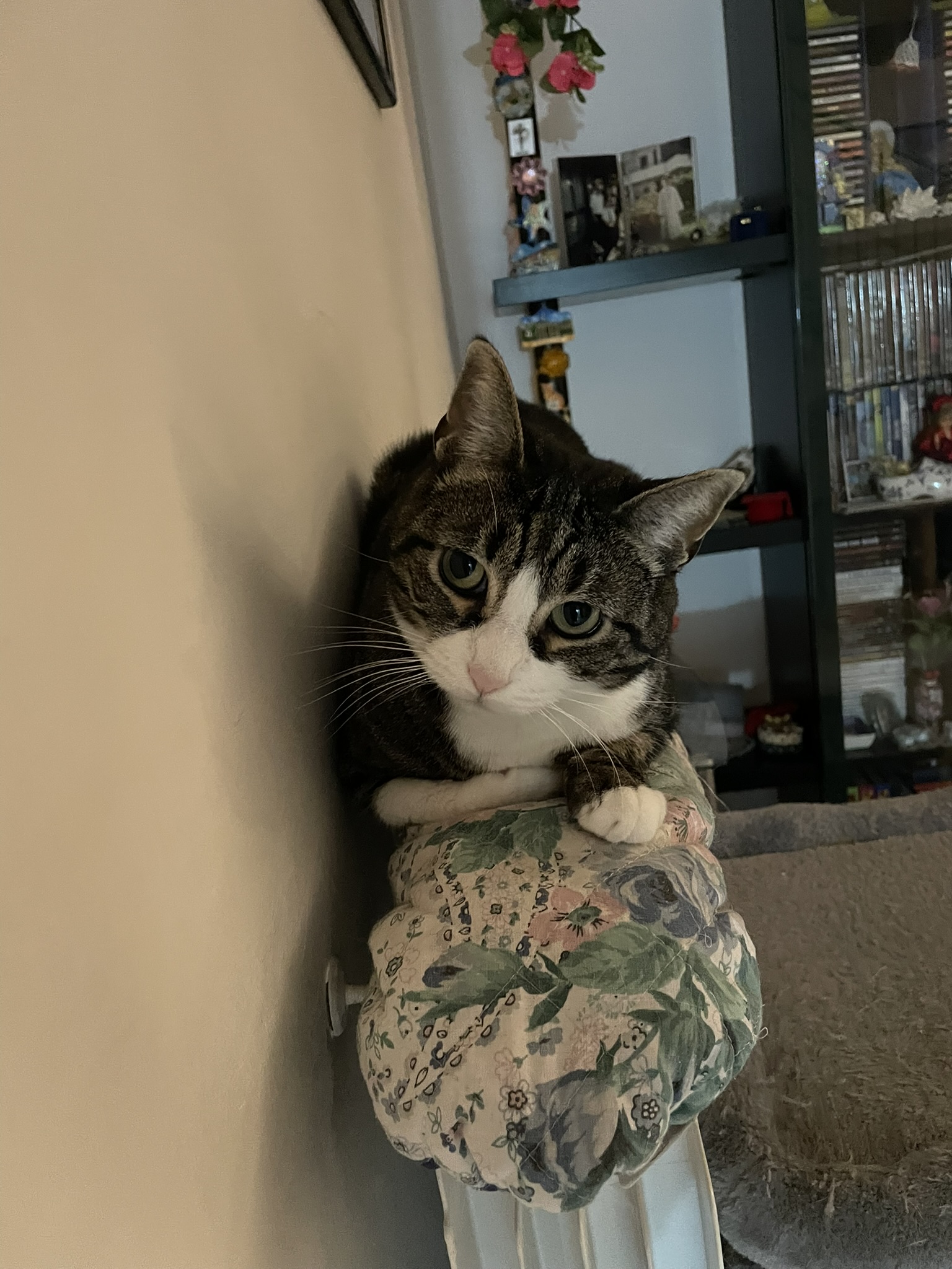 Cat Sitter a Domicilio